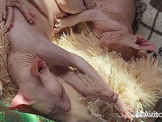 Котята Донской сфинкс