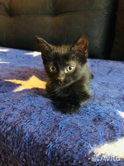 Котенок 1,5 месяца