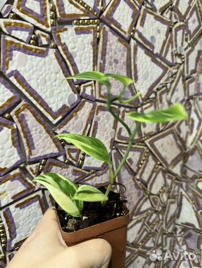 Сциндапсус мунлайт альбо вар