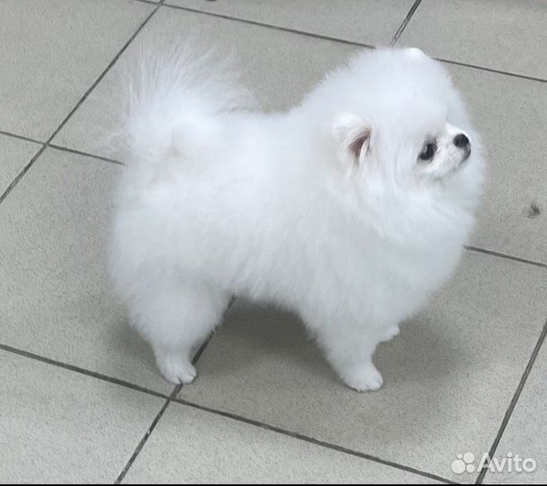 Померанский шпиц