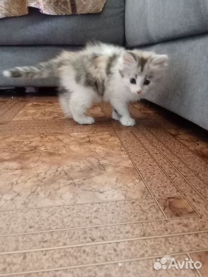 Котята