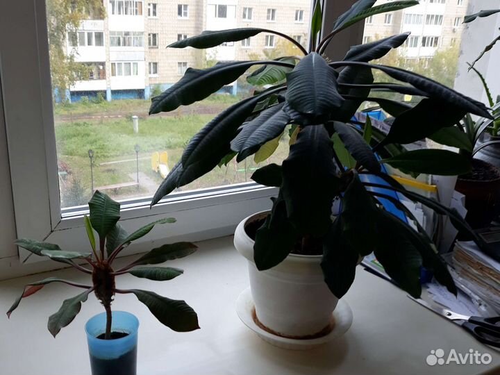 Молочай