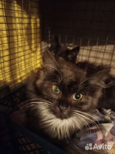 Котенок в надежные руки