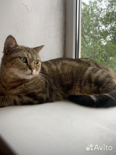 Кошка британка прямоухая в добрые руки