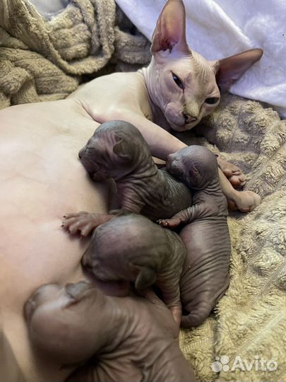 Кошки донской сфинкс