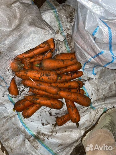 Морковь оптом кордоба