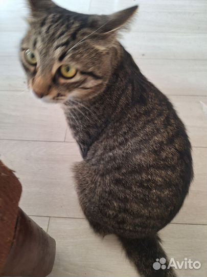 Кот