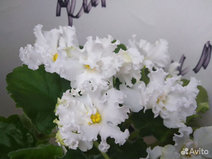 Набор деток фиалки