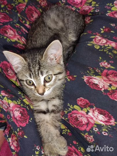 Котятки в добрые руки