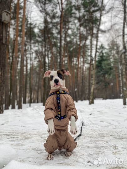 Услуги кинолога