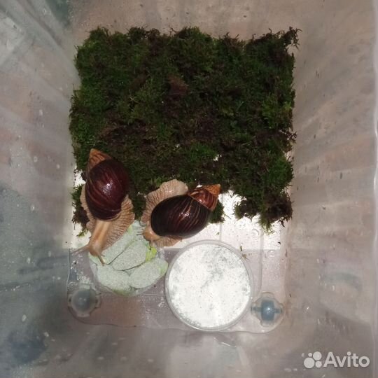 Улитки