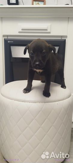 Отдам щенков девочек и мальчиков