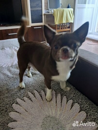 Вязка собак чихуахуа