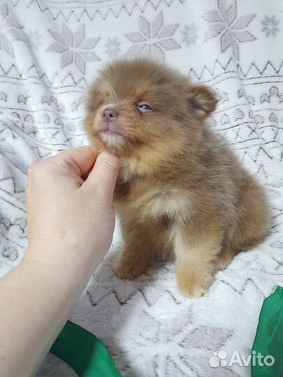 Девочка шпица