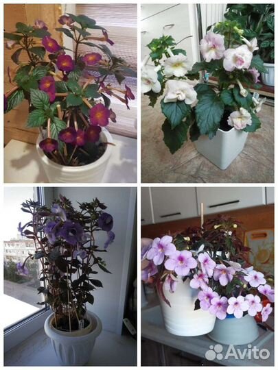 Ризомы ахименесов