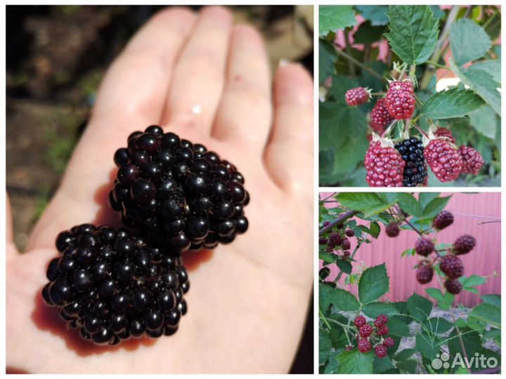 Саженцы ежевики