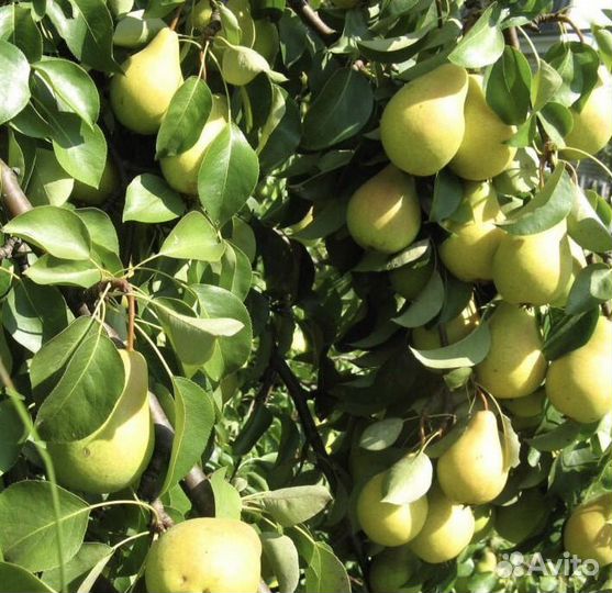 Груша садовая