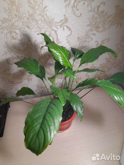 Спатифиллум