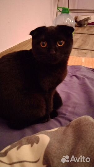 Шотландские вислоухие котята черные