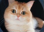 Британский кот ny12 вязка, продажа