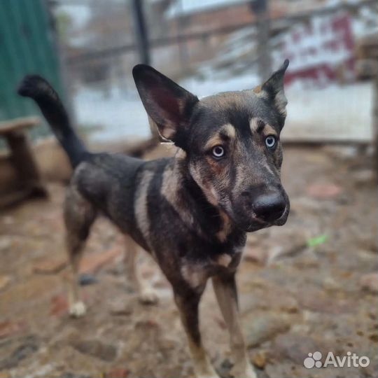 Бильбо ищет дом