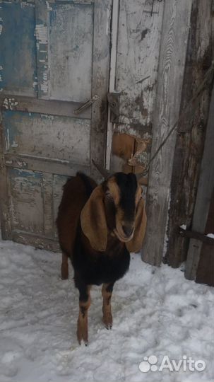 Нубийский козел на вязку, козлята продажа