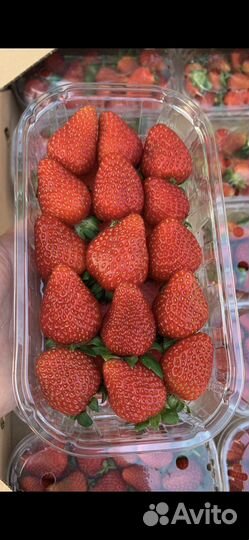 Клубника свежая