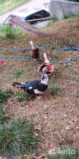 Продам индоуток