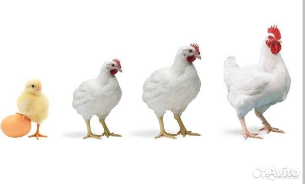 Цыплята броллеры