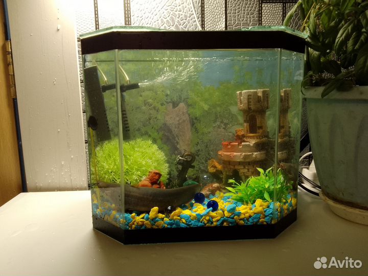 Мешкожаберный сом