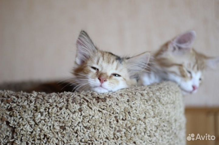 Трёхцветный пушистый котенок девочка