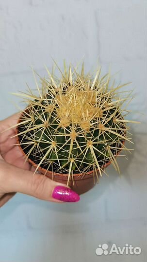 Золотой шар или кактус эхинокактус