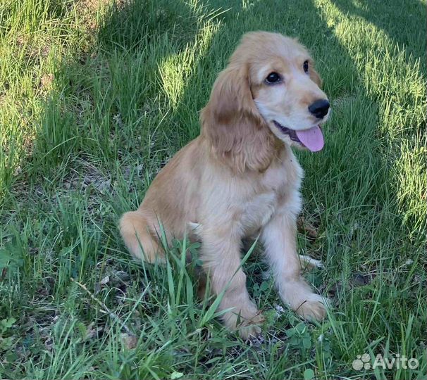 Щенки английского кокер спаниеля