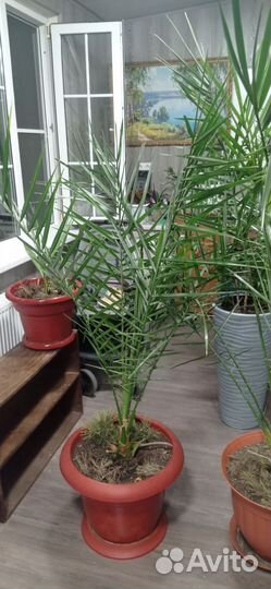 Финиковая пальма