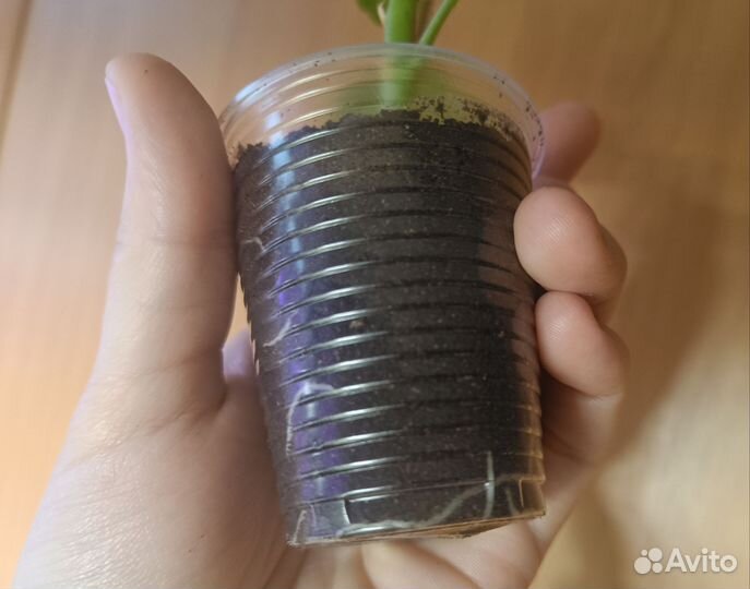 Пеларгония герань сортовая