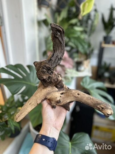 Коряга мангровая