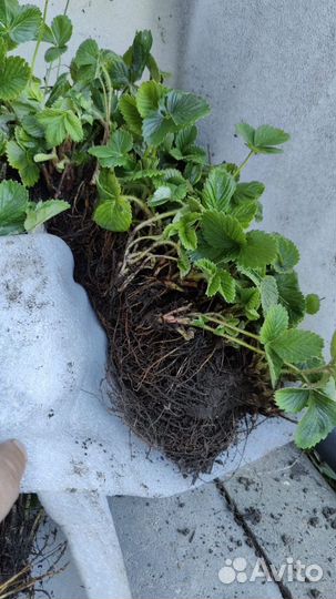 Клубника сан-андреас