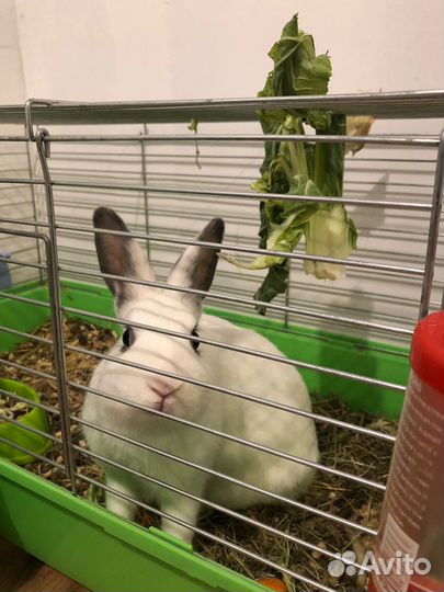 Кролик с клеткой