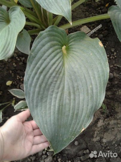 Хоста гигантская. Блу Мэммуф и Сам энд Сабстенс