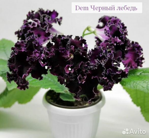 Детки и листики сортовых стрептокарпусов