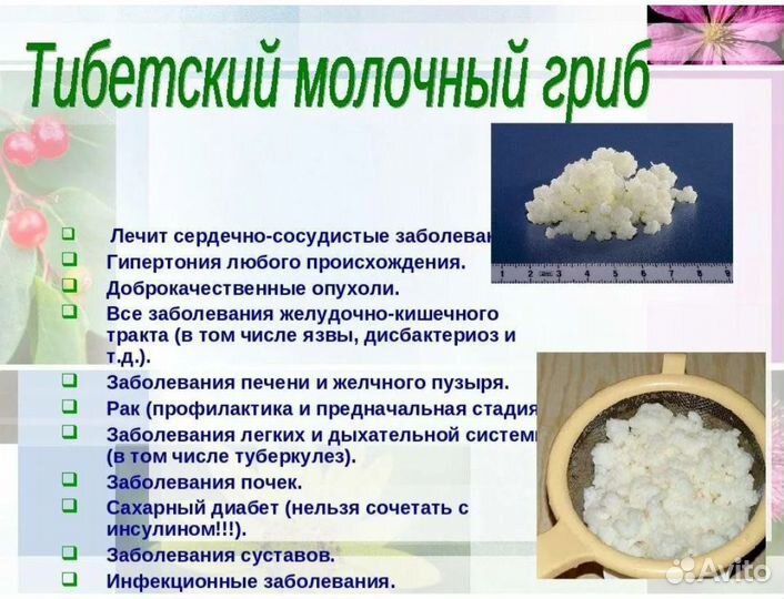 Тибетский молочный гриб и индийский морской рис