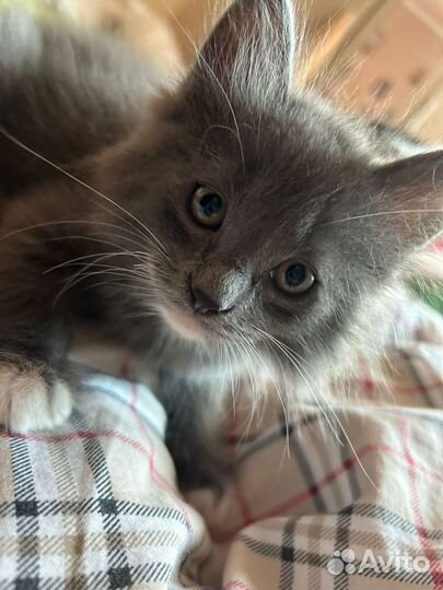 Отдам в добрые руки