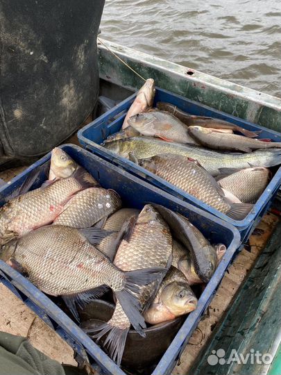Продам рыбу речную свежемороженые, свое