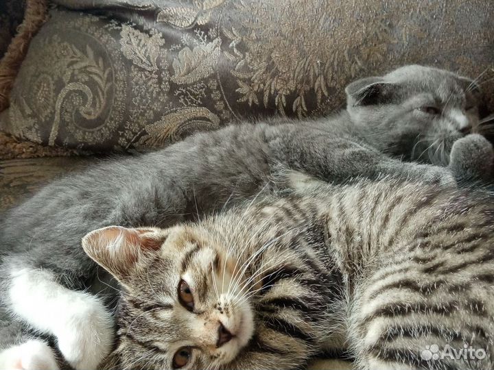 Три котенка 2,5 месяц
