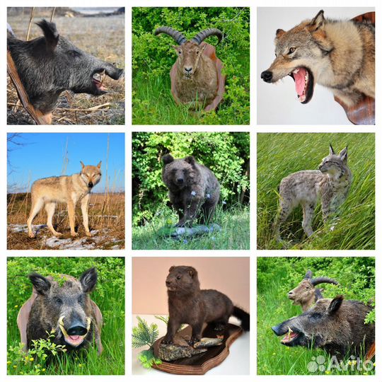 Чучела.делаю.продаю