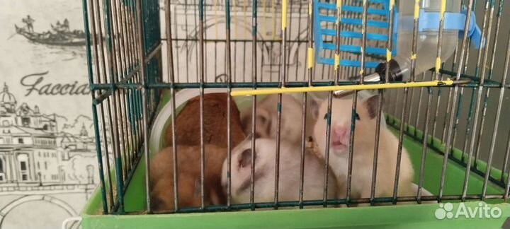 Сирийский хомяк