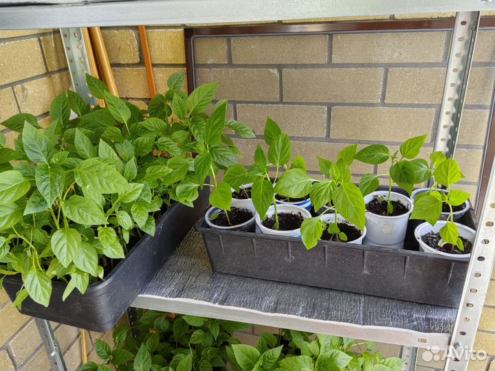 Рассада перцев