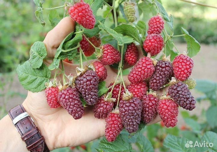 Ежевика. Ежемалина. Сорта без шипов