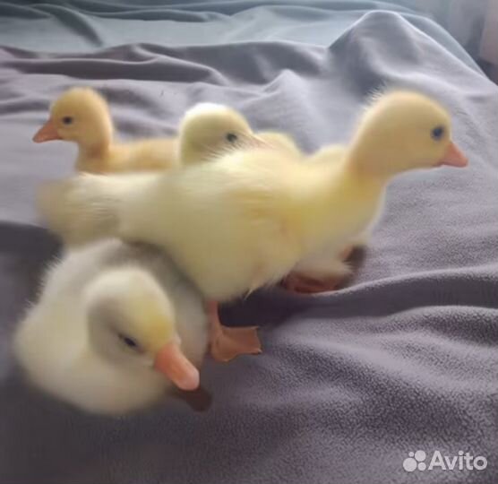 Гуси,гусята,утята,аренда,доставка