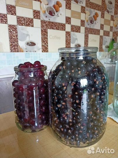 Чёрная смородина